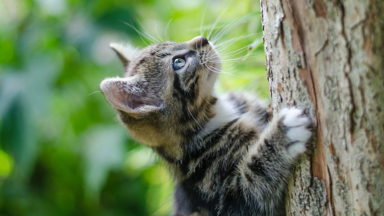 Котенок лезет по дереву