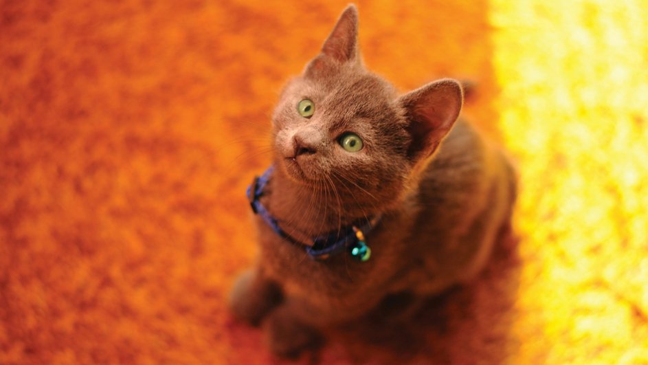 Спокойный и умный котенок русской голубой кошки, который стоит 312 тысяч рублей
