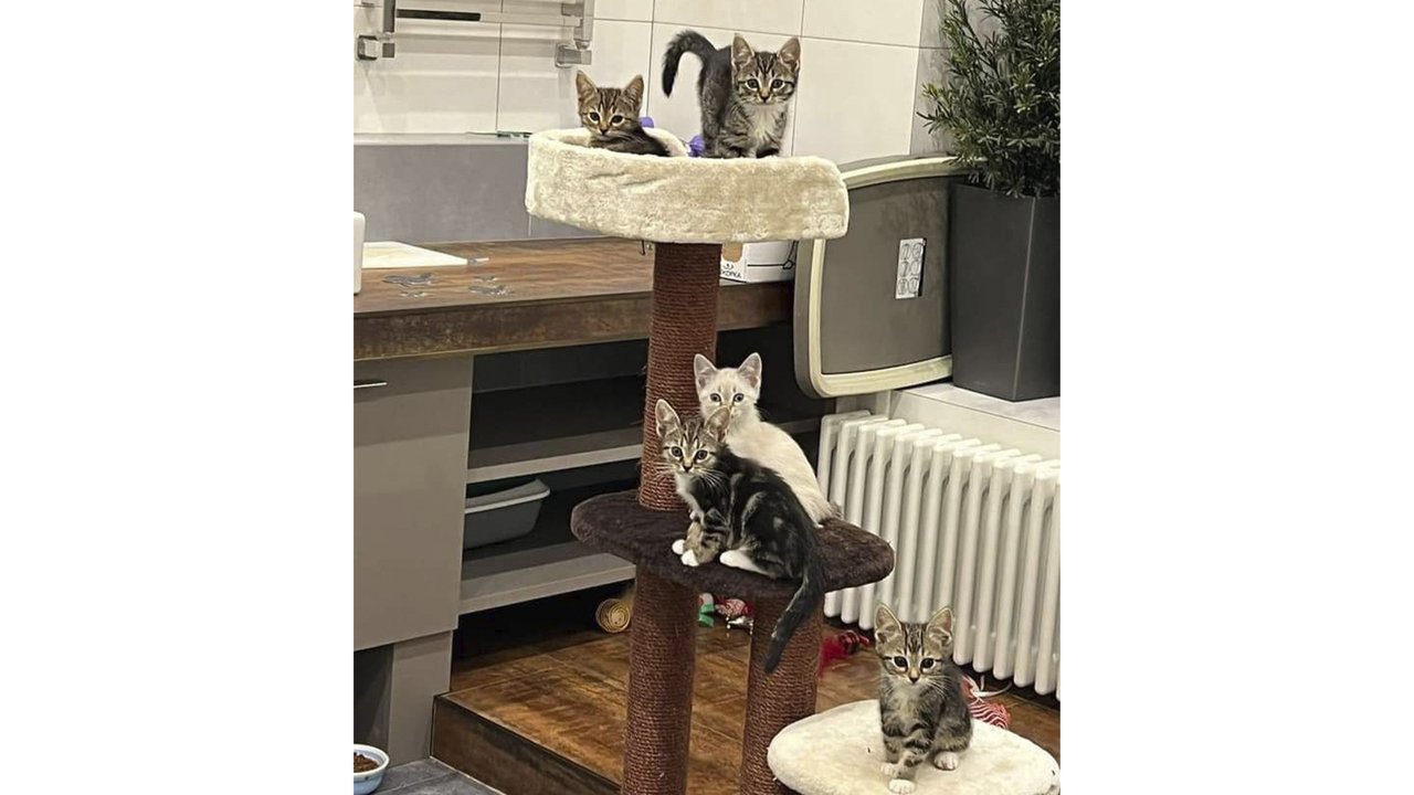Трехцветная кошка Трехцветная кошка