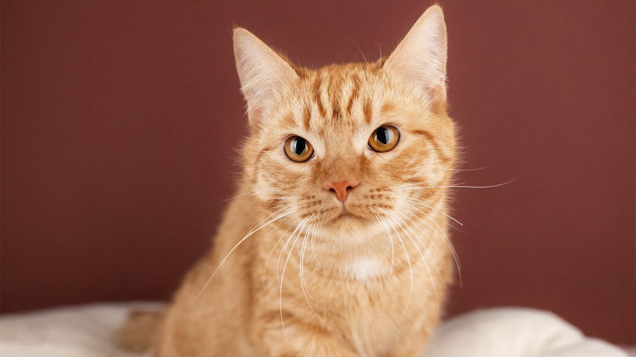 Котенок по имени Апельсин Котенок по имени Апельсин