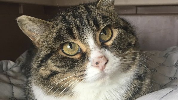 Котенок, который боялся всего на свете, научился доверять людям