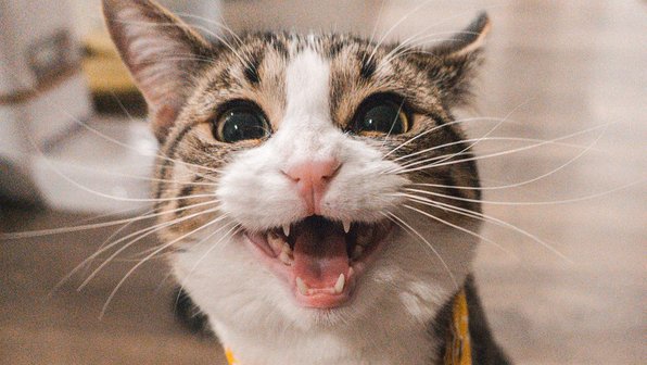 Ученые доказали, что домашним котам свойственна психопатия