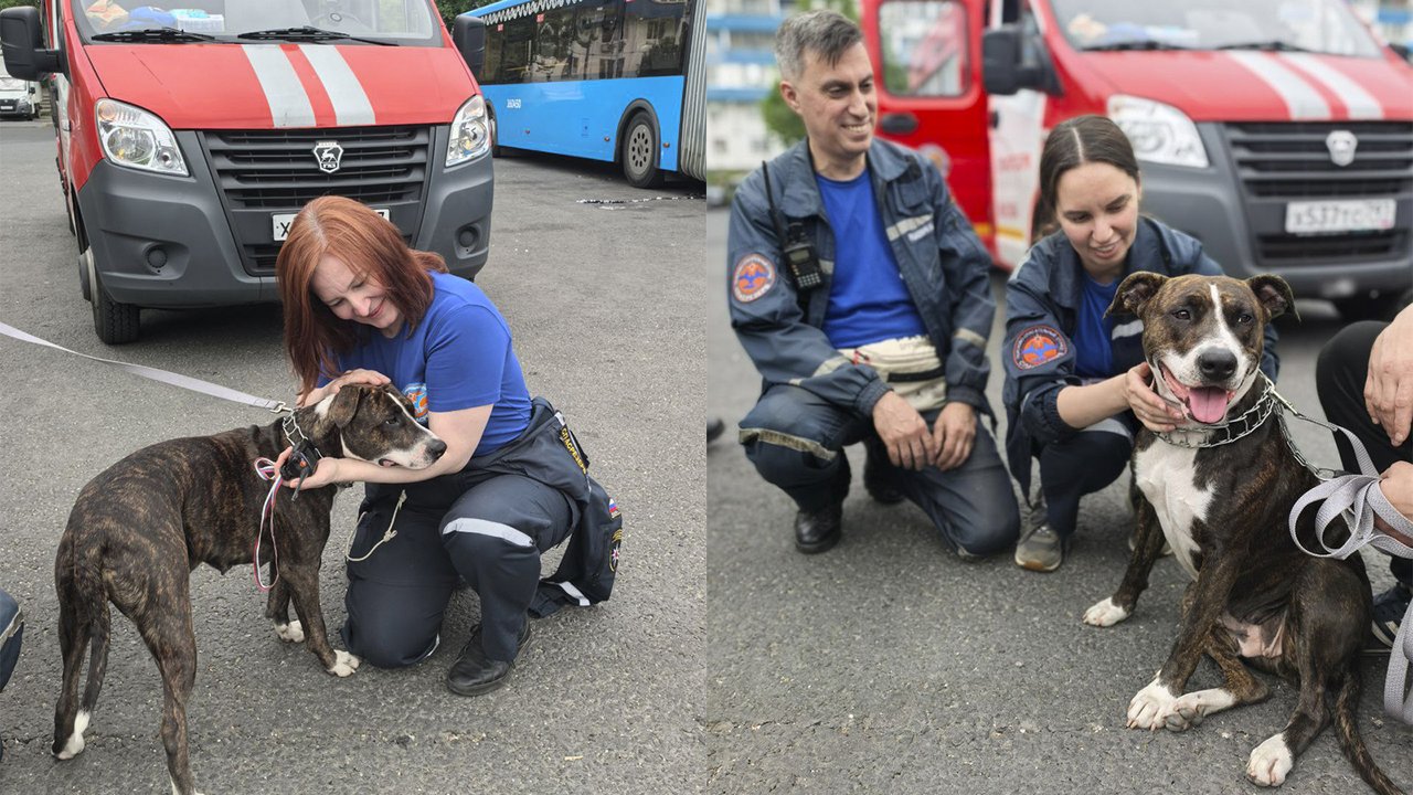 В Москве преданная собака сняла автобус с маршрута