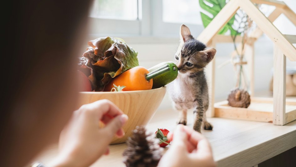 котенок нюхает овощи котенок нюхает овощи