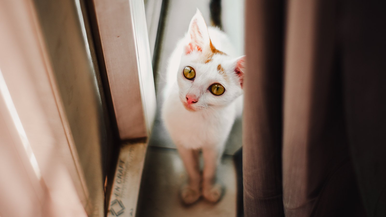 Странные повадки кошек, или Простое объяснение непростого поведения -  Питомцы Mail.ru