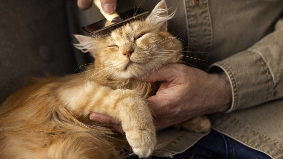 Хозяин расчесыват свою любимую кошку