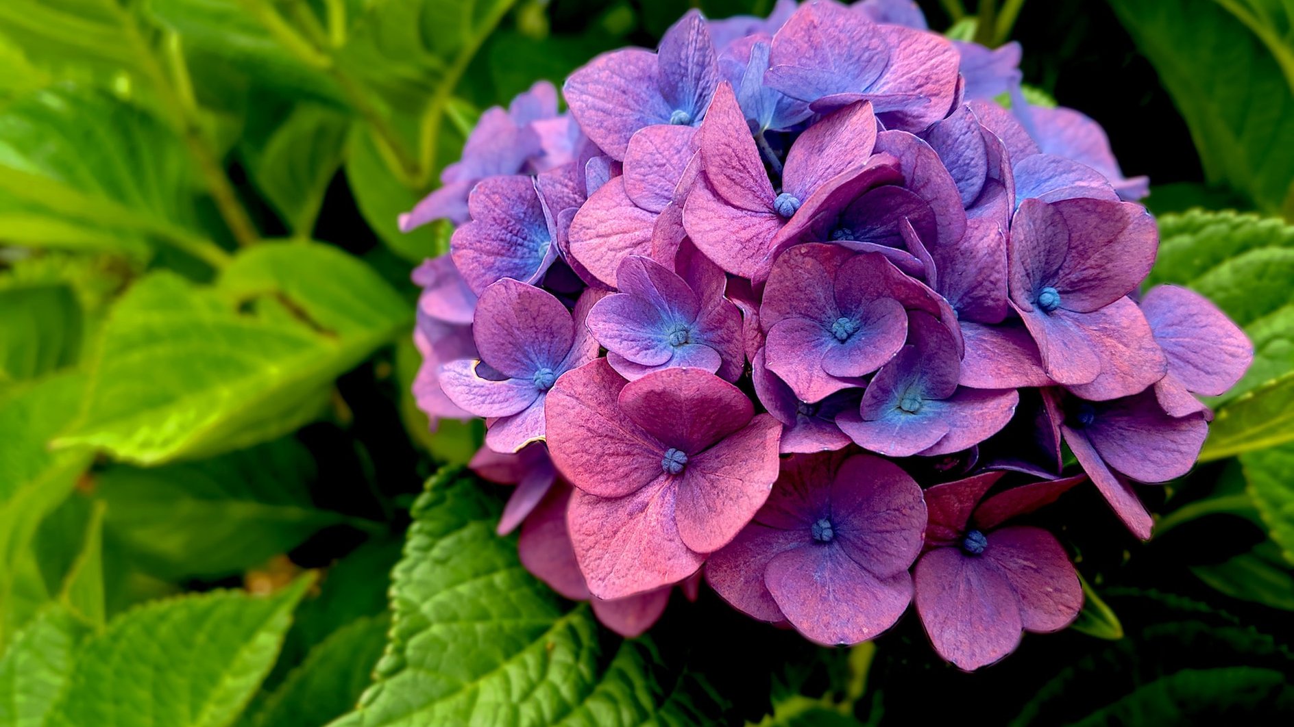 Hortensia