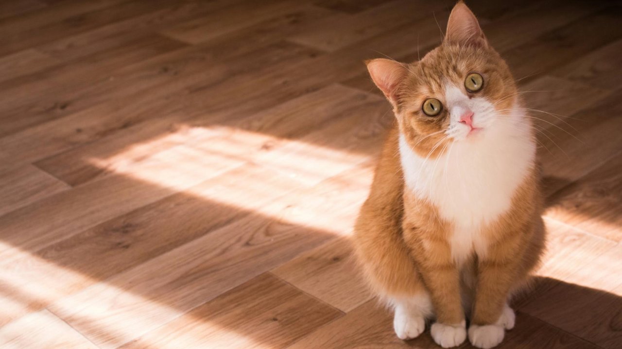 Кошка Кошка