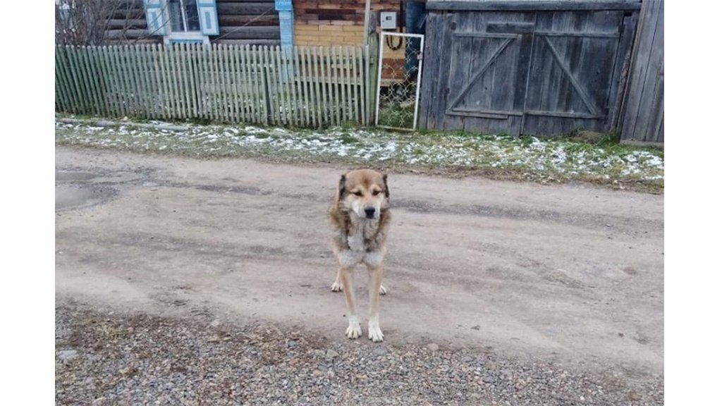 Собака
