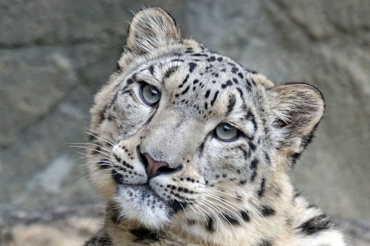 snow-leopard-1990543_1280