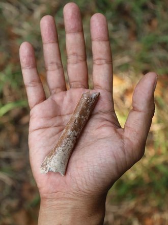 Фрагмент плечевой кости Homo floresiensis на ладони