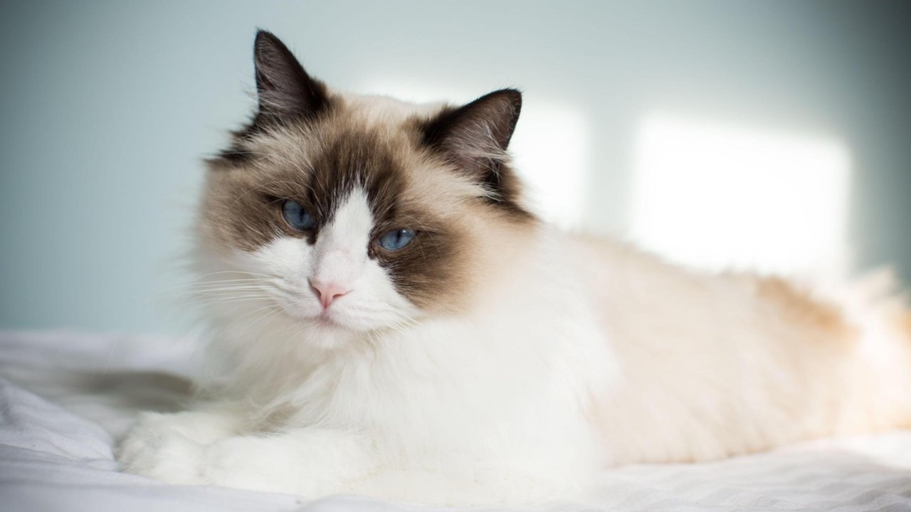 Кошка Кошка