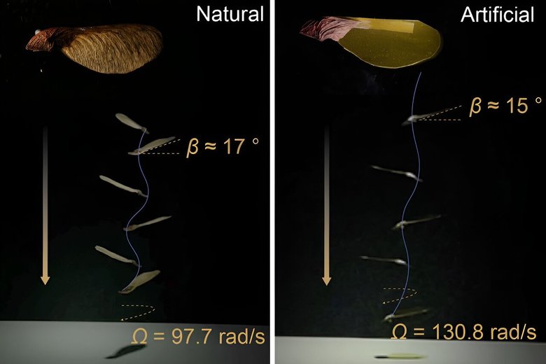 Наложенные изображения натурального клена (слева) и искусственного семени (справа) во время спуска в воздухе.