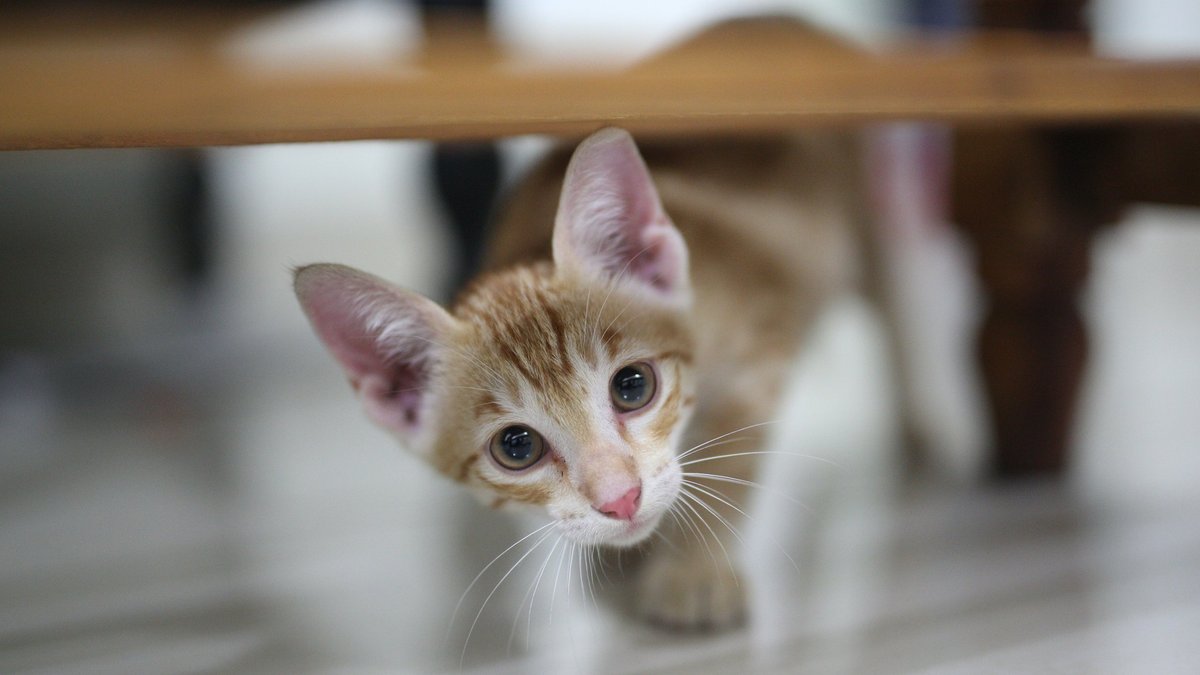 Почему нельзя кормить котенка кормом для взрослых кошек - Питомцы Mail.ru