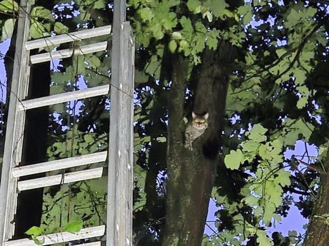 В Москве спасали котенка, а спасли огромного орущего кота