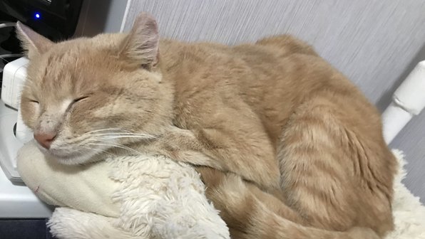 Кот, пропавший при аварии под Клином, нашелся спустя три месяца
