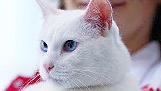 Кот из Эрмитажа получит паспорт болельщика