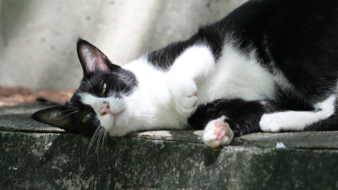 Черно-белый кот лежит на камне