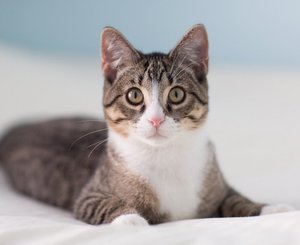 Кошка