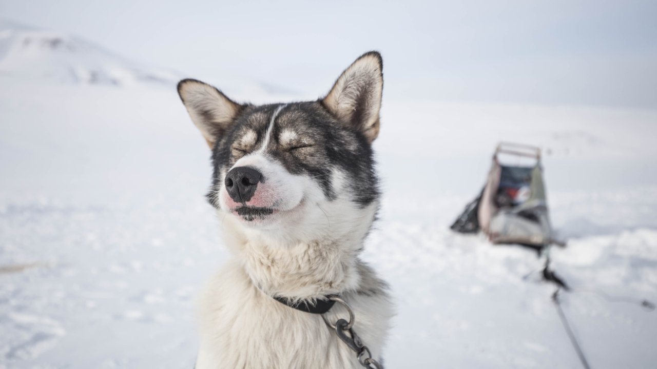 Хаски