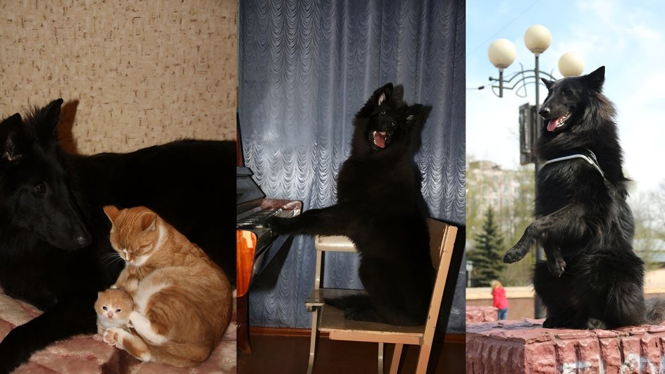 Грюнендаль с кошкой и котенком, грюнендаль позирует за пианино, грюнендаль подает лапу Грюнендаль с кошкой и котенком, грюнендаль позирует за пианино, грюнендаль подает лапу