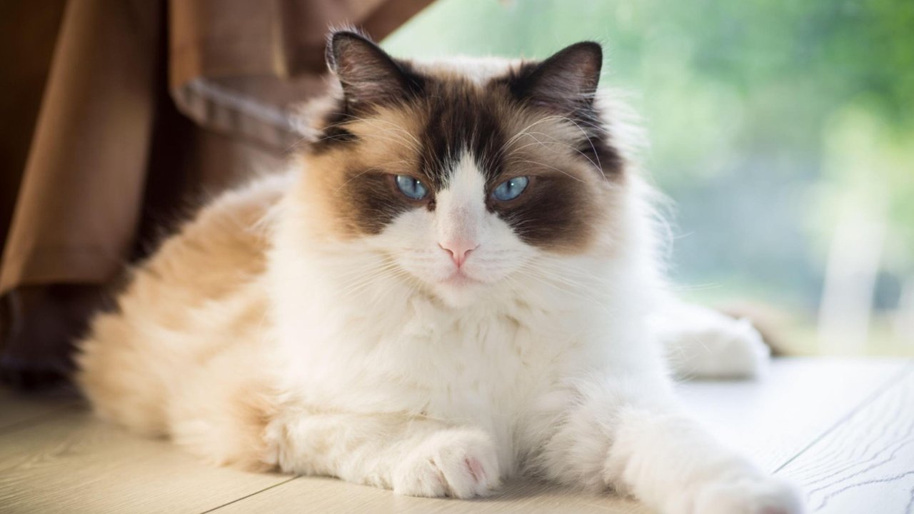 Кошка Кошка
