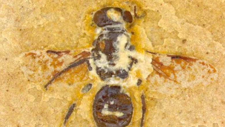 Ископаемые остатки Exallopterus spectabilis (голотип)