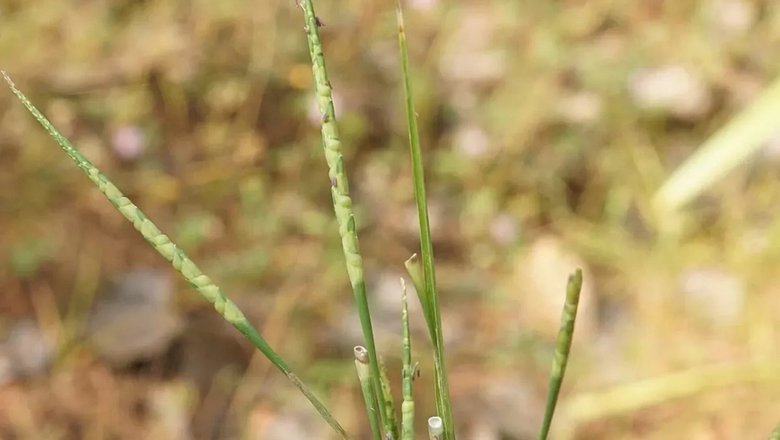 Aegilops tauschii