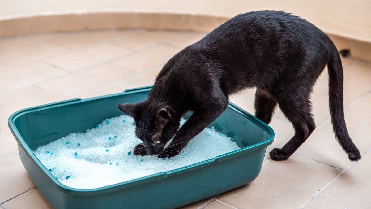 Почему кошка закапывает еду и не ест: возможные проблемы