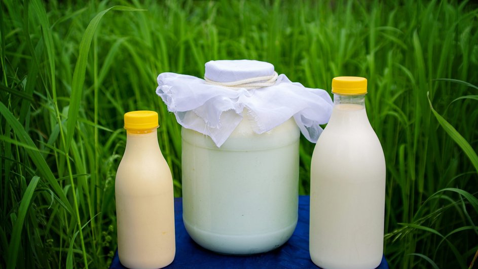 Молочные продукты с высоким содержанием бактерий Leuconostoc Молочные продукты с высоким содержанием бактерий Leuconostoc