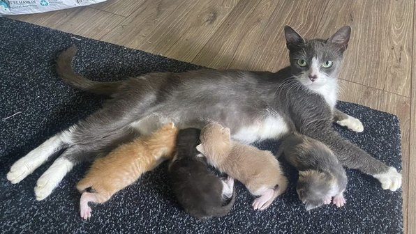 Кошка потеряла свое потомство, но взяла под опеку котят-сирот