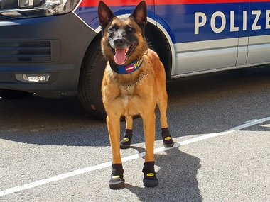 Австрийская полицейская собака в ботиночках, которые защищают лапки. Источник: Pfotenschutz für Polizeihunde (Bild: LPD Wien)