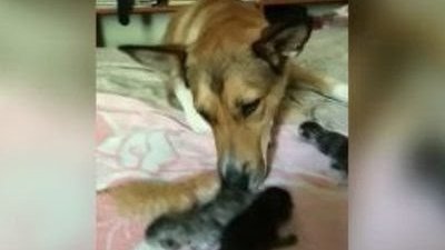 Собака приютила слепых котят и думает, что она их мама