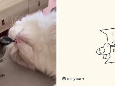 Художник: Daily Purrr