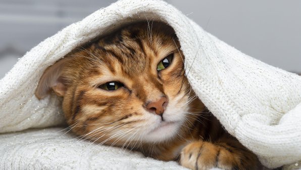Понос у котов и кошек: причины и лечение