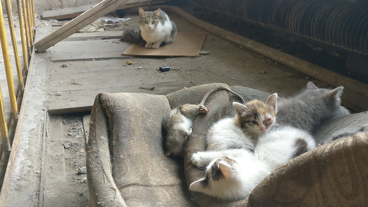 Cats of the MiG factory