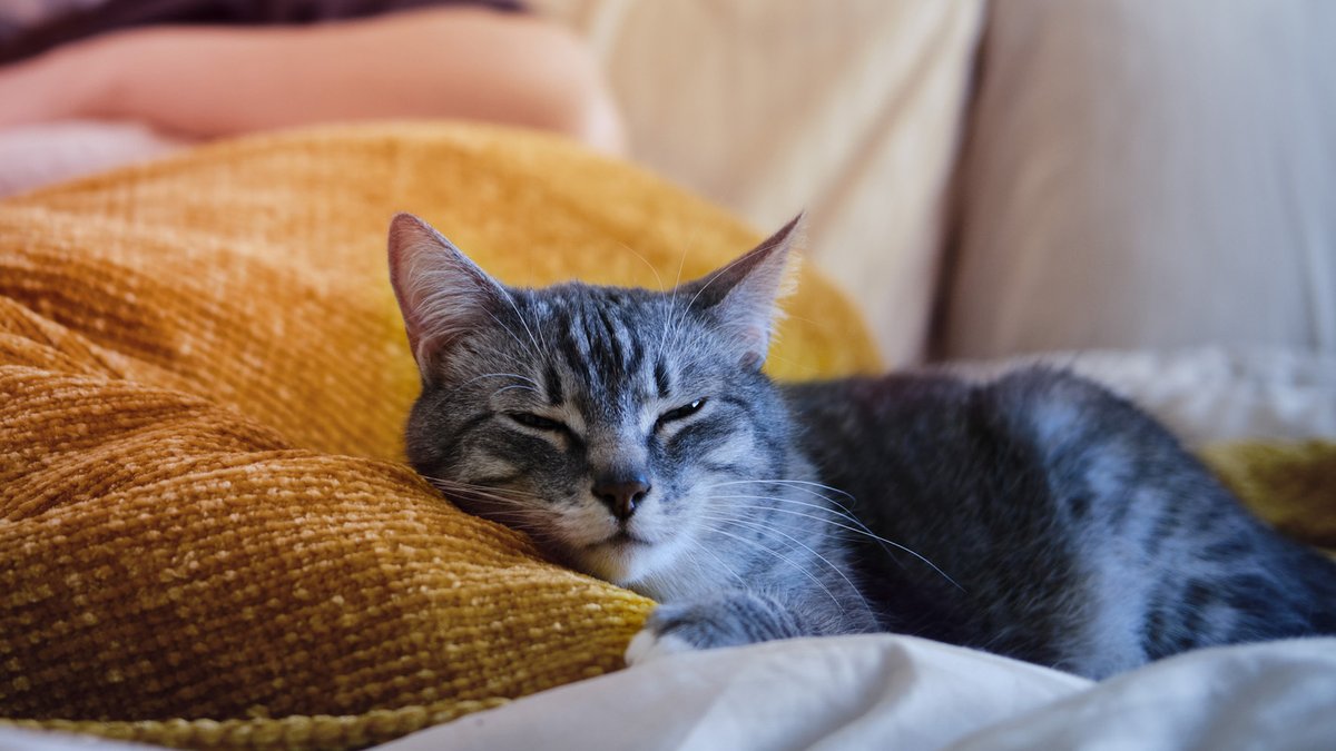 Почему кошки ложатся спать в ногах у человека - Питомцы Mail.ru
