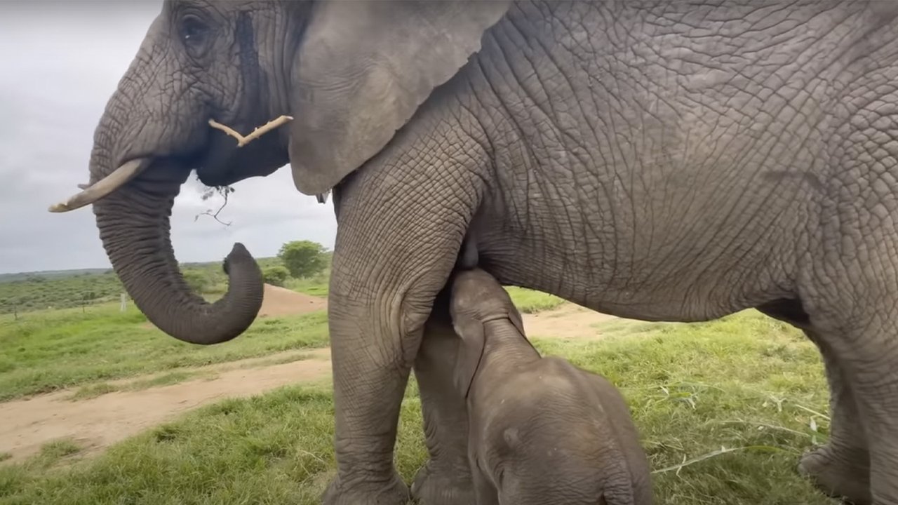 Слоны приняли осиротевшего слоненка