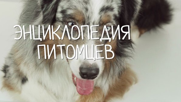 Видео: как правильно чистить собаке зубы?