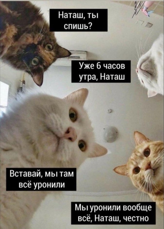 Коты, которые все уронили