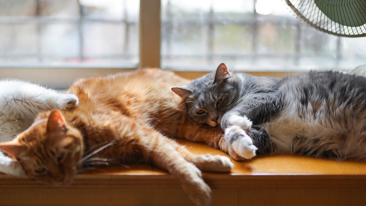 Кошка