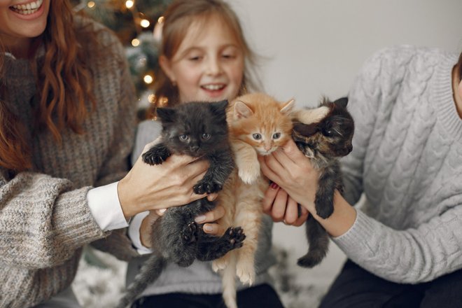 Выбирает котенка