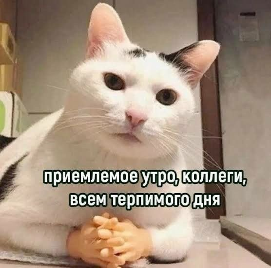 Коллега-кот