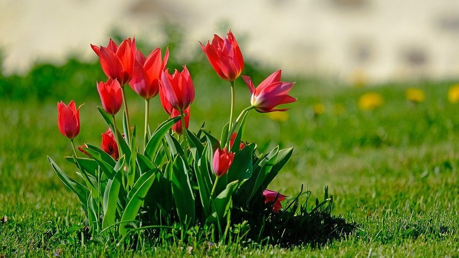 Несколько кустов цветущих красных тюльпанов среди зеленого газона.