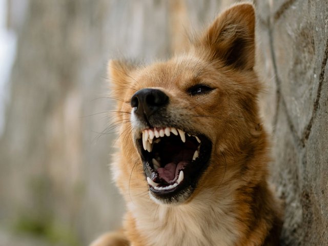 Почему собака рычит: 5 распространенных причин