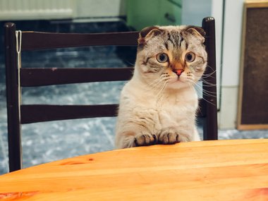 «Простите, пожалуйста, а когда сервируют третий завтрак?»