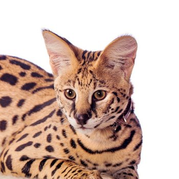 Сервал - описание породы кошек: характер, особенности поведения, размер,  отзывы и фото - Питомцы Mail.ru