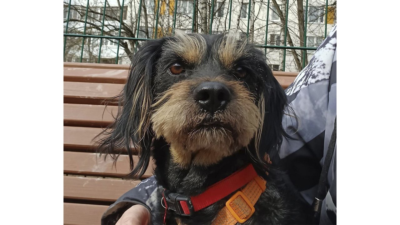 В Москве дважды спасли маленького песика-бородатика В Москве дважды спасли маленького песика-бородатика