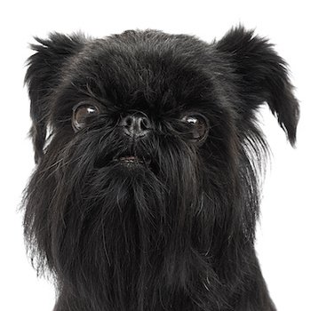Бельгийский гриффон - описание породы собак: характер, особенностиповедения, размер, отзывы и фото - Питомцы Mail.ru