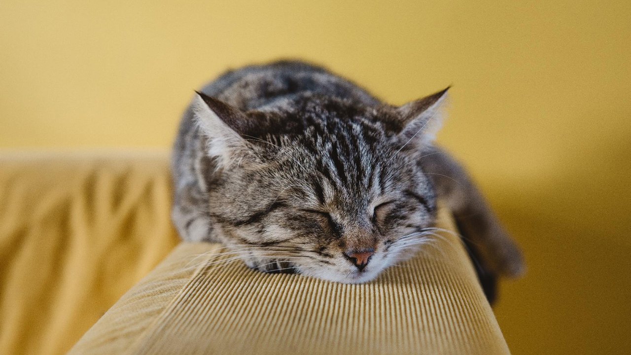 Котенок лежит на подлокотнике от дивана